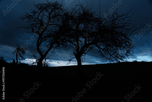 Obraz trees at night