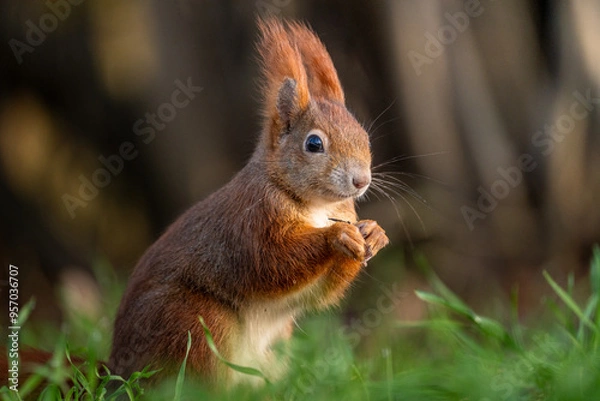 Obraz squirrel in the park