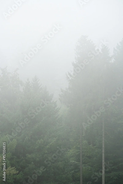 Obraz fog in the forest