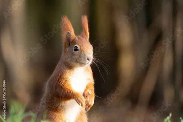 Fototapeta squirrel in the forest