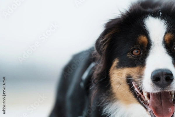 Obraz Austrailian Sheppard