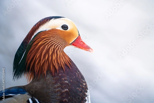 Obraz duck in the snow