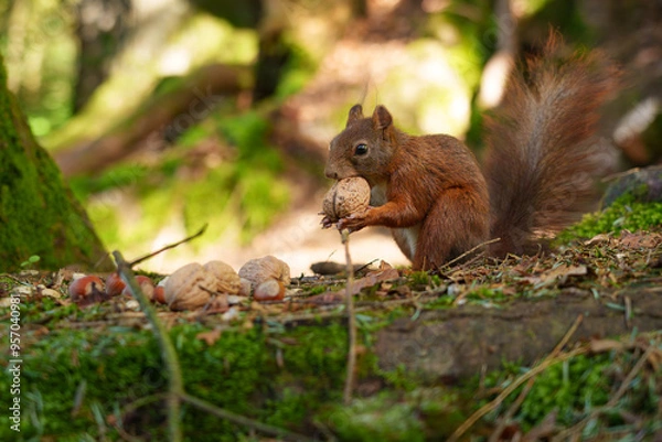 Fototapeta squirrel in the forest
