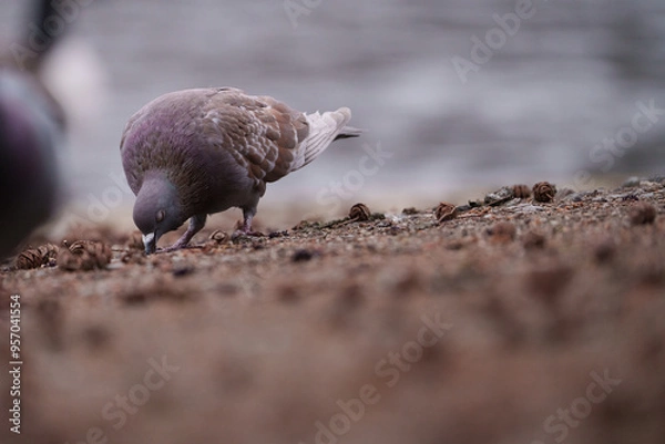 Obraz bird on the ground