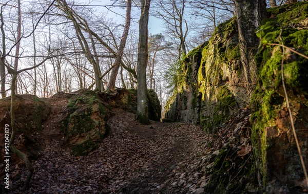 Obraz moss covered rocks in the Forest