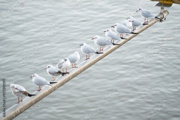Obraz seagulls on the pier