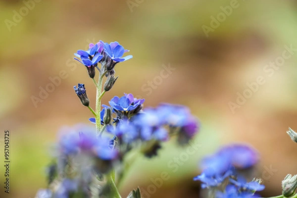 Obraz forget me not flowers