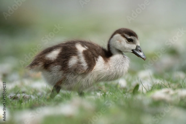 Obraz canada goose branta canadensis