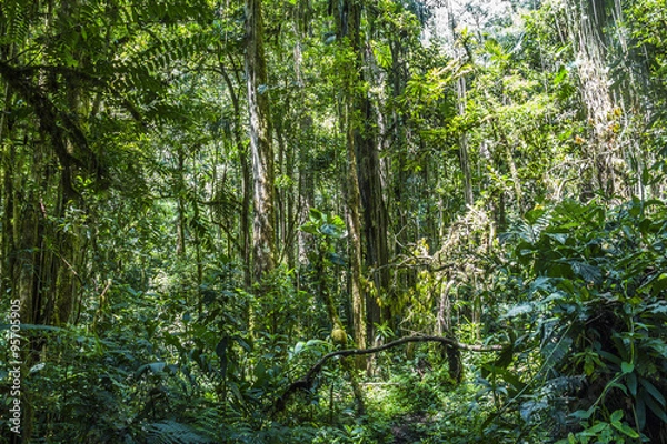 Obraz Panama djungle on Quetzal Trail