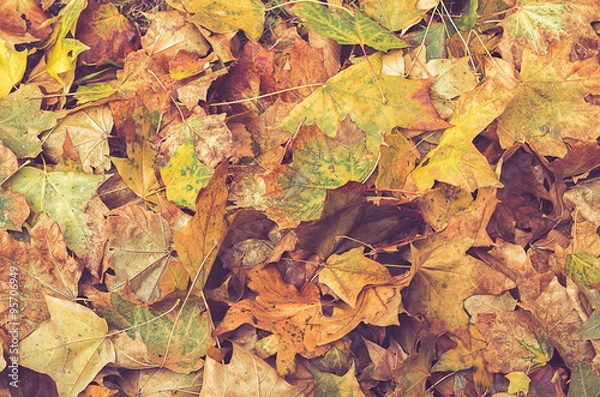 Obraz Fall grunge leaves background