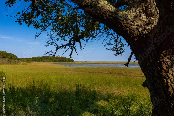 Obraz tree in the meadow looking over the cape cod salt marsh