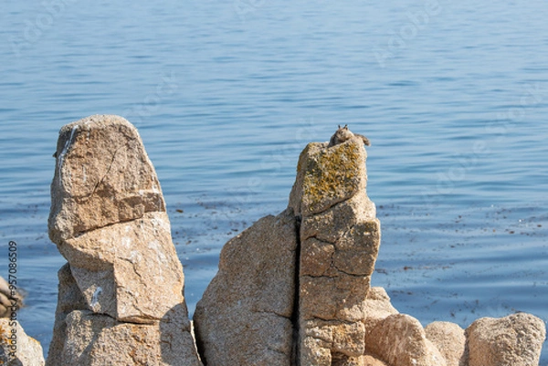 Obraz Squirrel on a rock