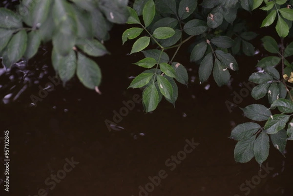 Obraz leaves over water