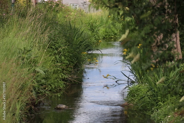 Obraz river in the forest