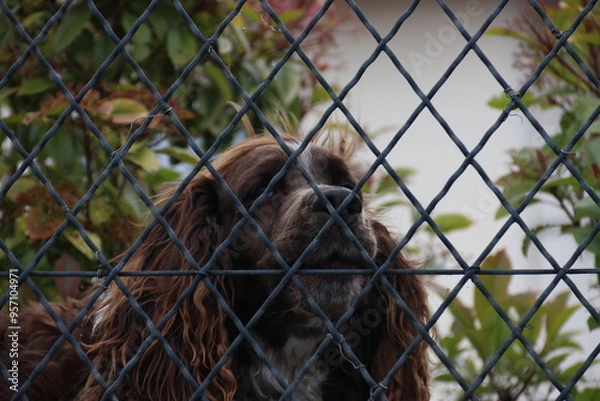 Obraz dog behind bars