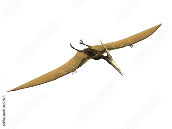 Fototapeta pterus le pterosaur