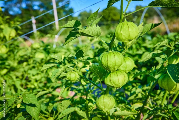 Obraz Vibrant Tomatillo Plant in Lush Summer Garden Eye Level Perspective