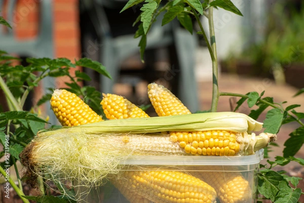 Obraz Naturally missing corn kernels on the cob.