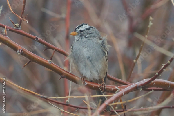 Fototapeta White crowned sparrow resting on a branch