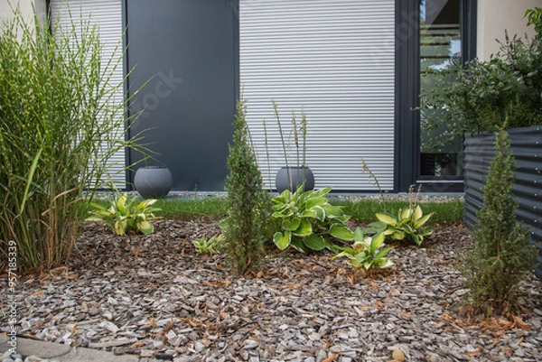 Fototapeta Modern garden design and landscaping: Easy-care front yard with pampas grass and perennial plants and small conifers, green plants planted in a raised bed made of steel panel, surrounded by bark mulch