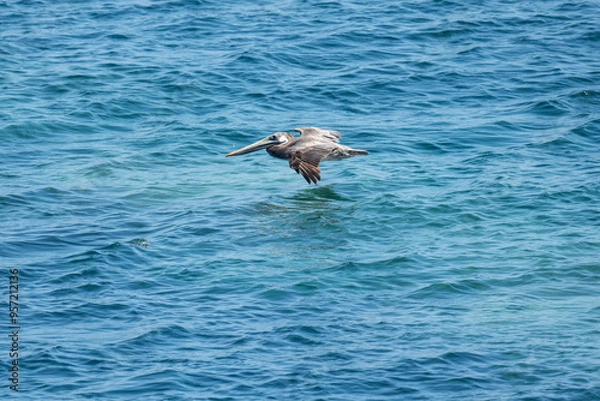 Obraz brown stork over the ocean