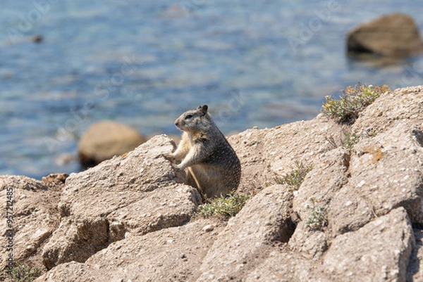 Obraz squirrel setting on a rock