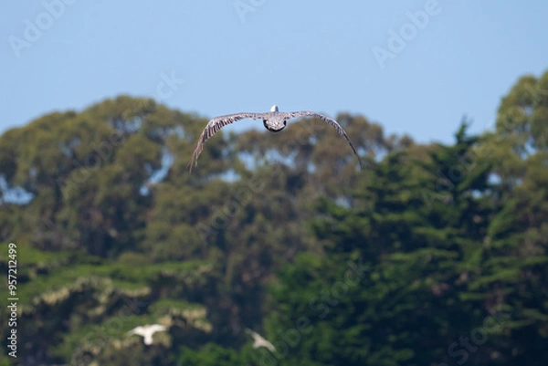 Obraz seagull in flight