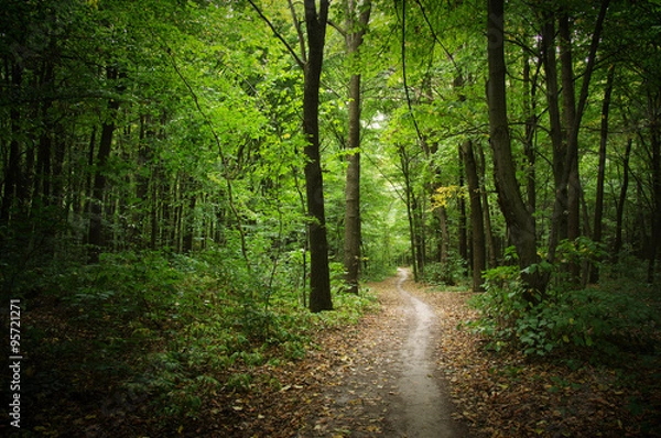 Fototapeta  green forest