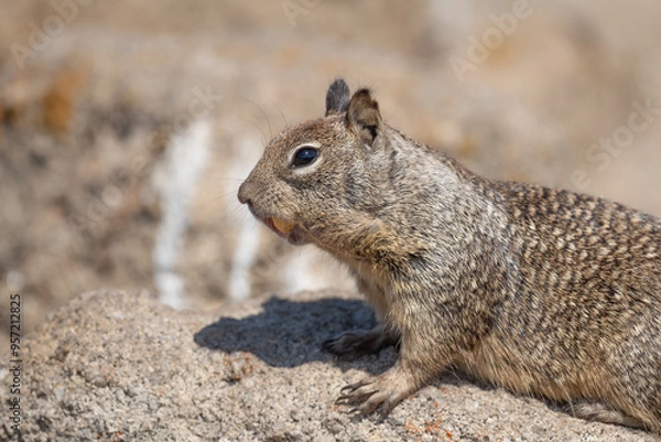 Obraz brown squirrel