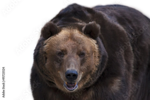 Obraz Eye to eye with a brown bear. Grizzly, the most dangerous and biggest beast of the world. Wild beauty of the cute and cuddly animal. Charm of the wildlife.