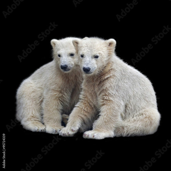 Obraz Brotherhood of polar bear cubs