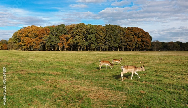 Obraz Deer in Phoenix Park