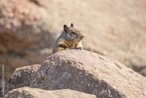 Obraz squirrel on the rock