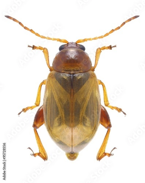 Obraz Beetle Psylliodes marcida