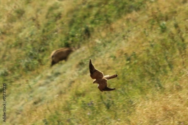 Obraz A Common Kestrel in Alsace 