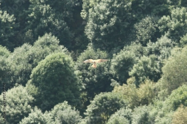 Obraz A Common Kestrel in Alsace 