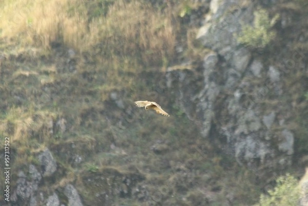 Obraz A Common Kestrel in Alsace 
