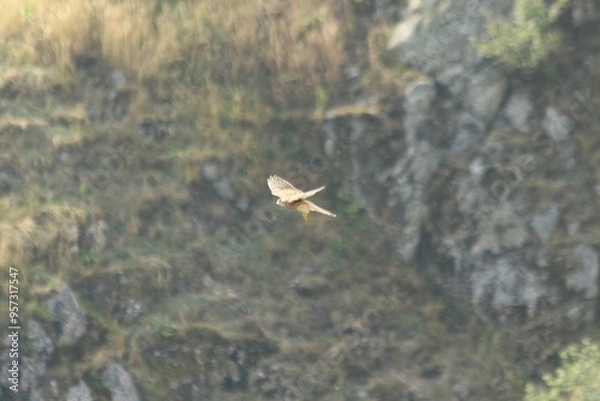 Obraz A Common Kestrel in Alsace 