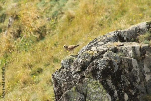 Obraz A Common Kestrel in Alsace 
