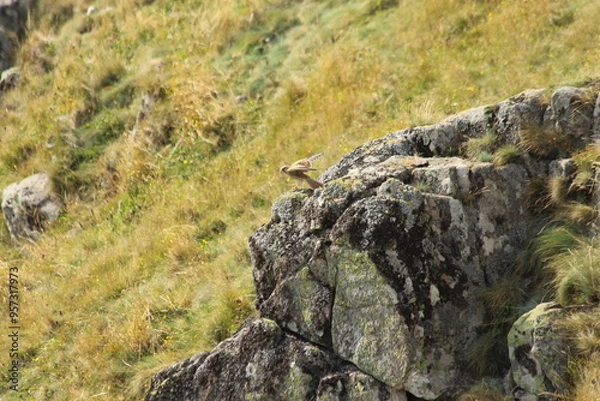 Obraz A Common Kestrel in Alsace 