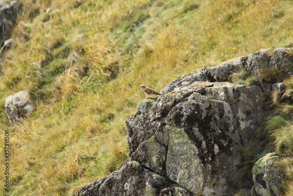 Obraz A Common Kestrel in Alsace 