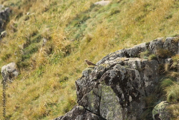 Obraz A Common Kestrel in Alsace 