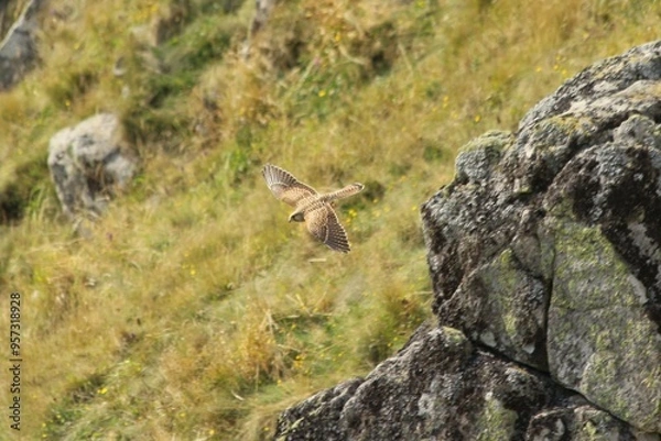 Obraz A Common Kestrel in Alsace 