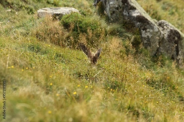 Obraz A Common Kestrel in Alsace 