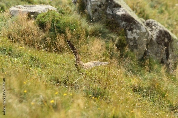 Obraz A Common Kestrel in Alsace 