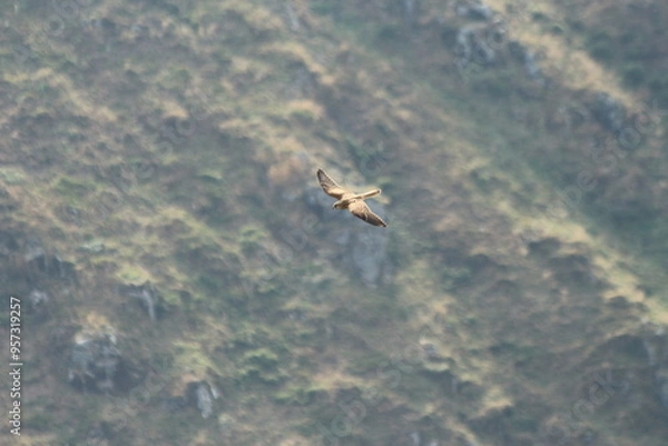 Obraz A Common Kestrel in Alsace 