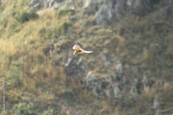 Obraz A Common Kestrel in Alsace 