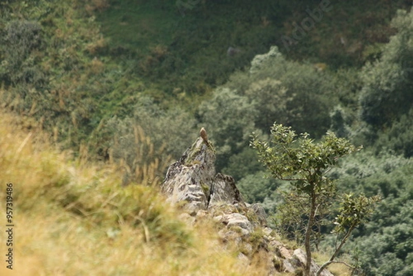 Obraz A Common Kestrel in Alsace 