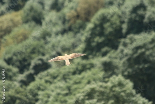 Obraz A Common Kestrel in Alsace 