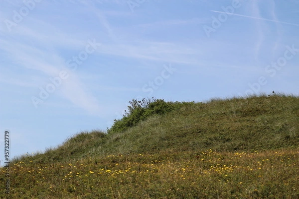 Obraz grass in the dunes